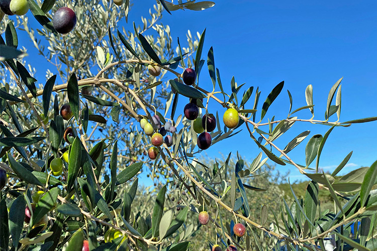 三里浜オリーブ オリーブの樹